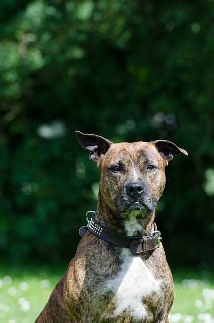 American Pit Bull Terrier