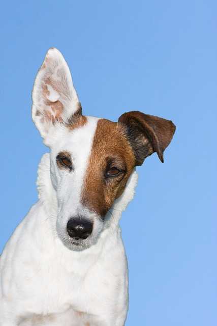 Smooth Fox Terrier