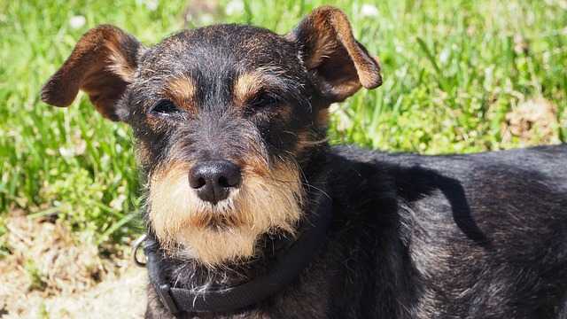 Miniature Schnauzer