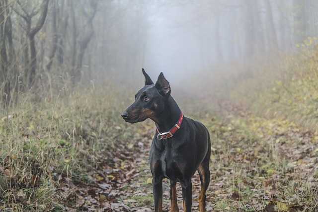 Doberman Pinscher