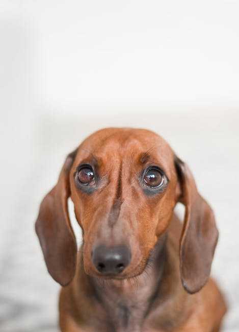 Dachshund