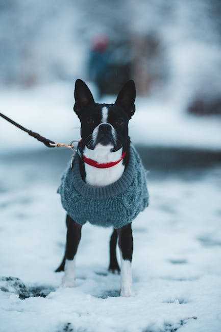 Boston Terrier