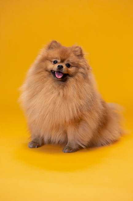 Pomeranian