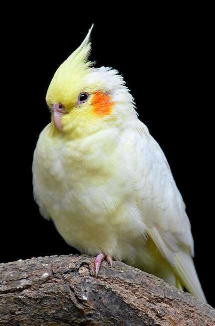 Cockatiel