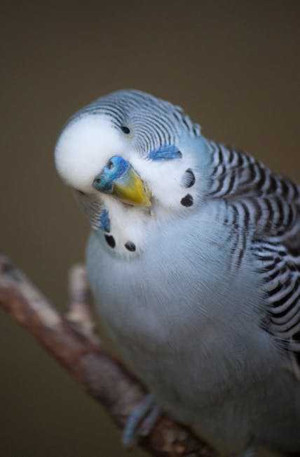 Budgerigar