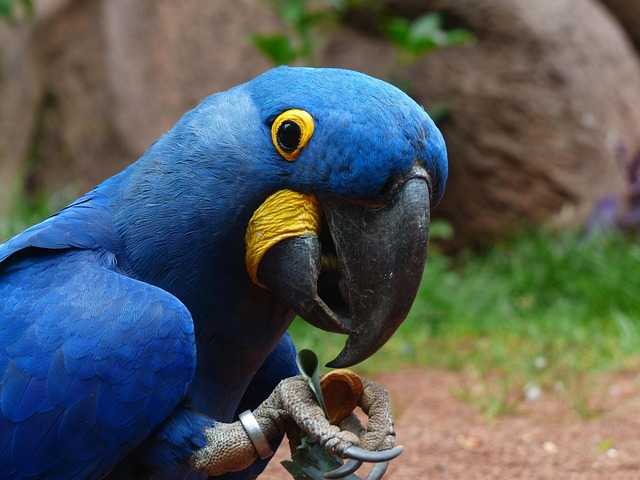 Macaw