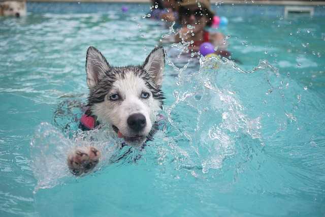 Siberian Husky