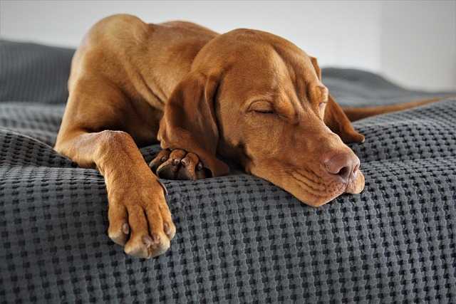 Vizsla