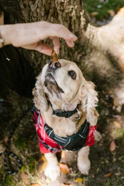 Cocker Spaniel