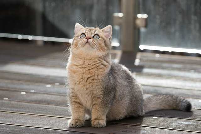 British Shorthair