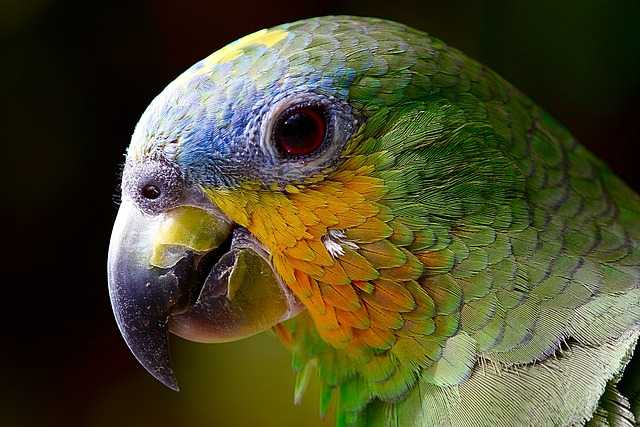 Amazon parrot