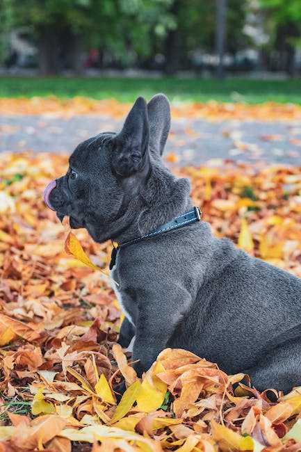 English Bulldog