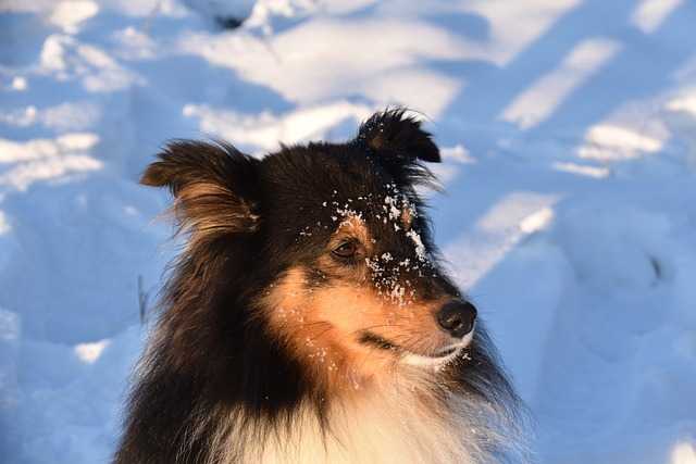 Shetland Sheepdog